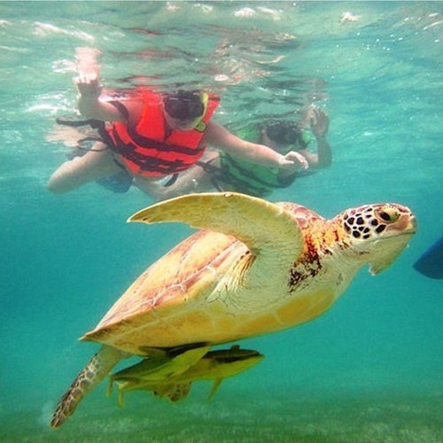 Tulum: Snorkeling With Turtles in Akumal + Transport — gallery 1