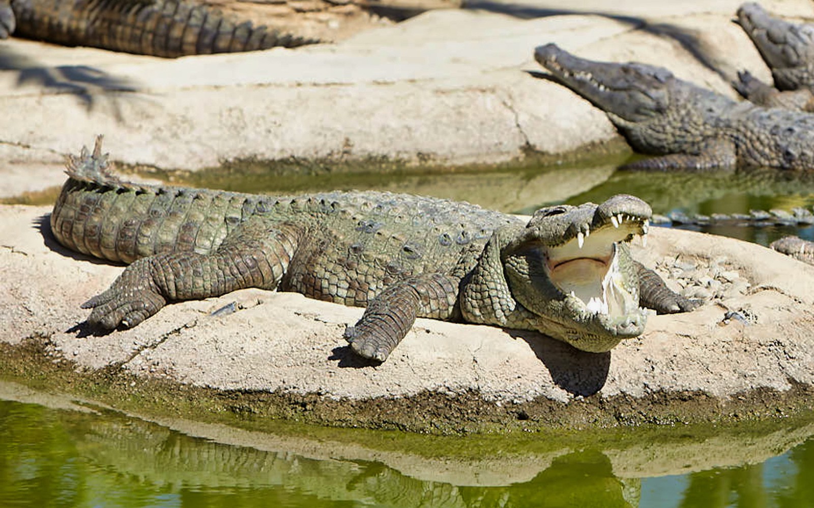 Skip-the-Line Tickets to Crocodile Park — gallery 1