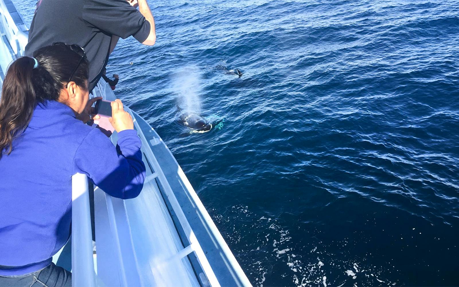 Los Angeles Whale Watching & Dolphin Tour