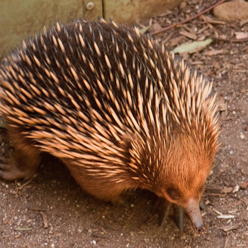 Healesville Sanctuary & Phillip Island Wildlife Park: Bus Tour — gallery 3