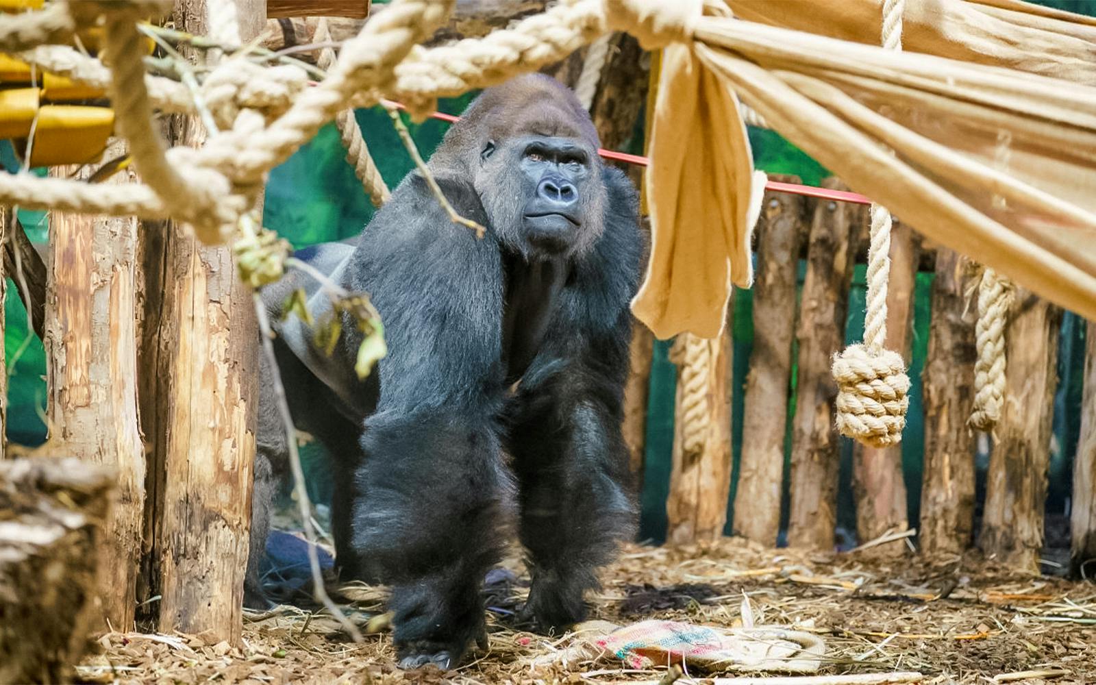 Zoo Nights at London Zoo