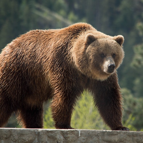 BC Wildlife Park: Entry Ticket — gallery 3