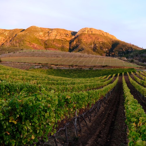 Groot Constantia Wine Estate — gallery 3
