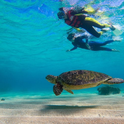 Ocean Safari Great Barrier Reef Tour from Cape Tribulation — gallery 3