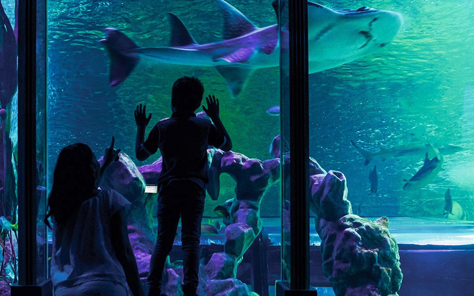 SEA LIFE London Aquarium: Deluxe Package — gallery 3