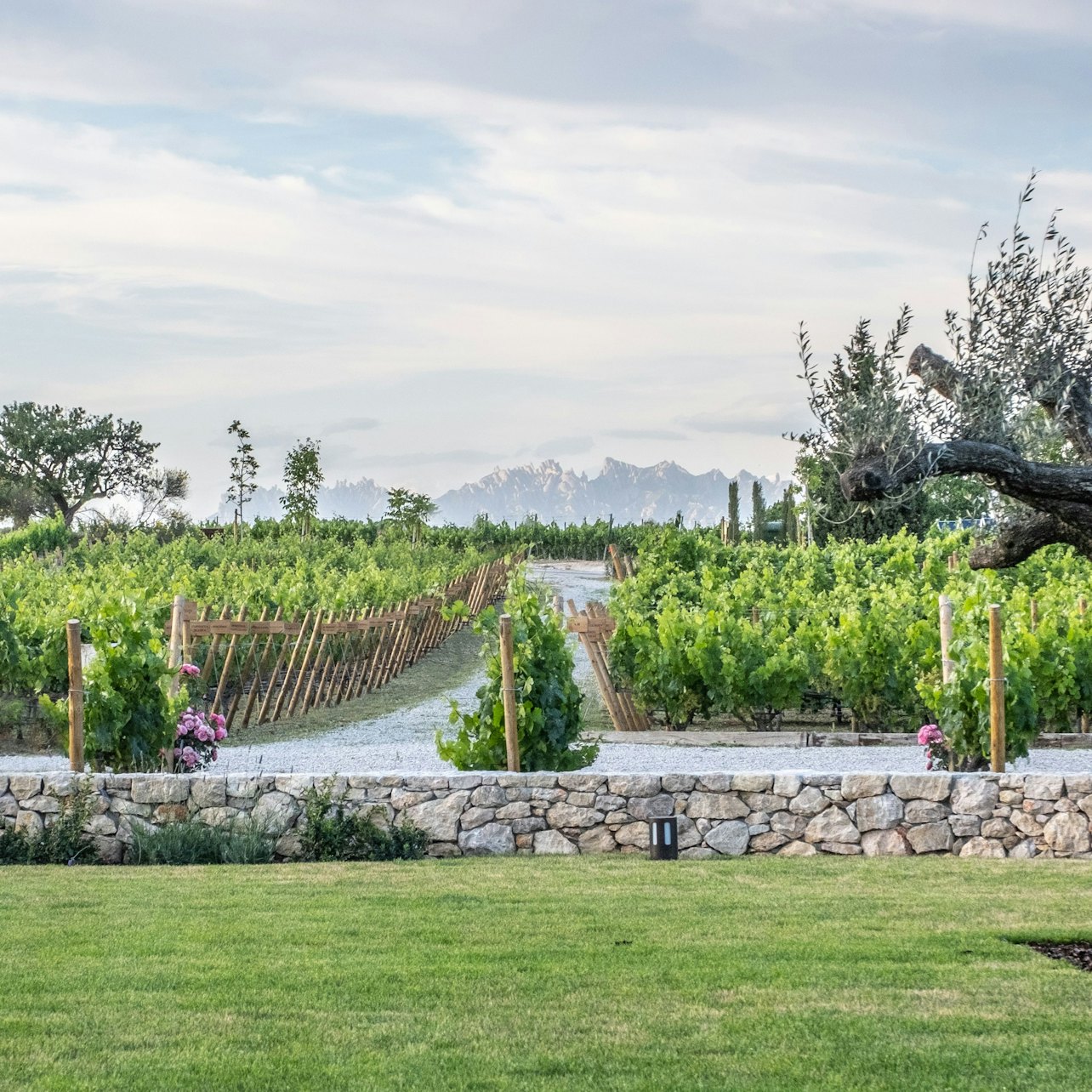 Torres Winery: Guided Tour + Wine & Tapas Pairing