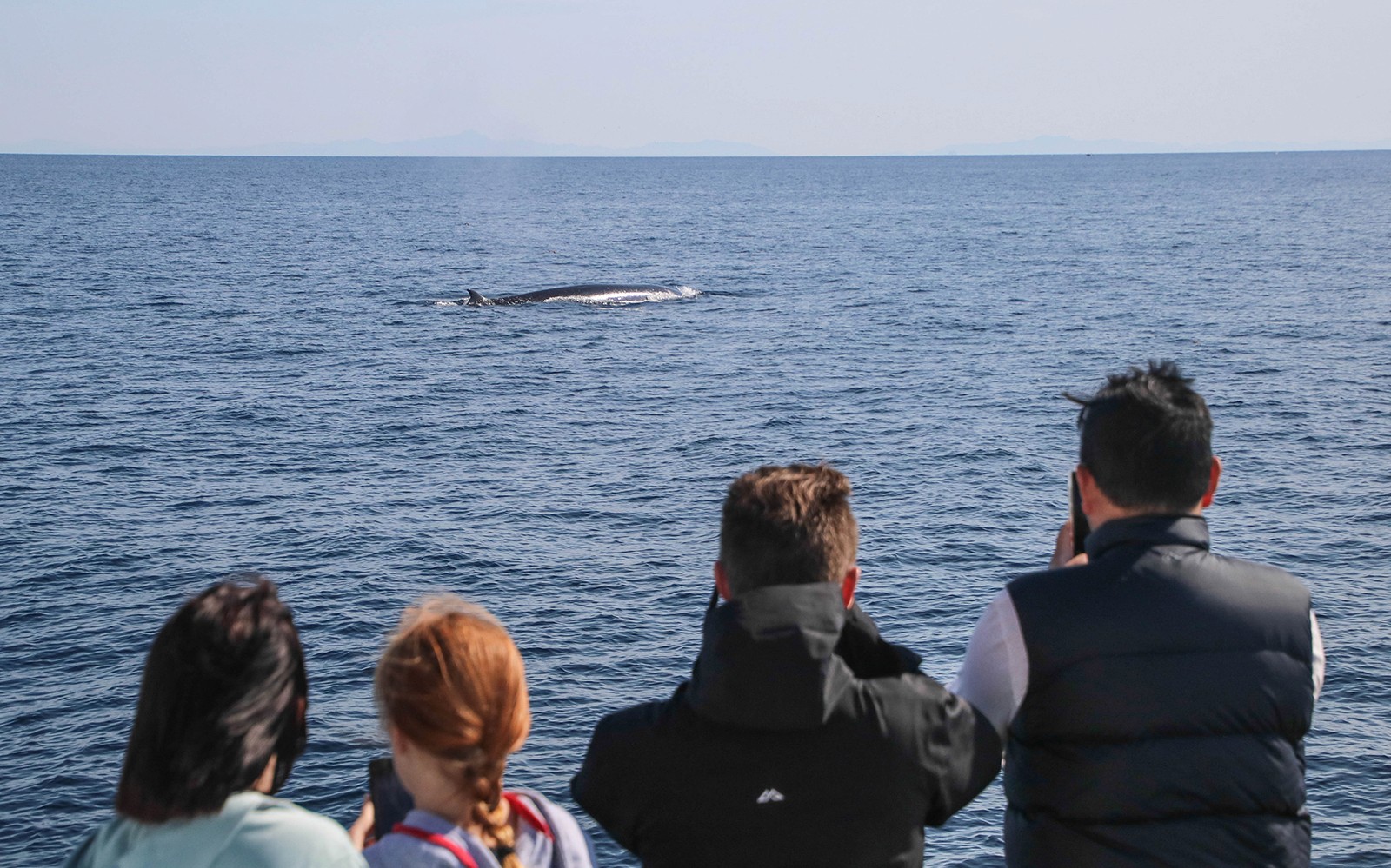 Half-Day Whale and Dolphin Safari Cruise from Auckland