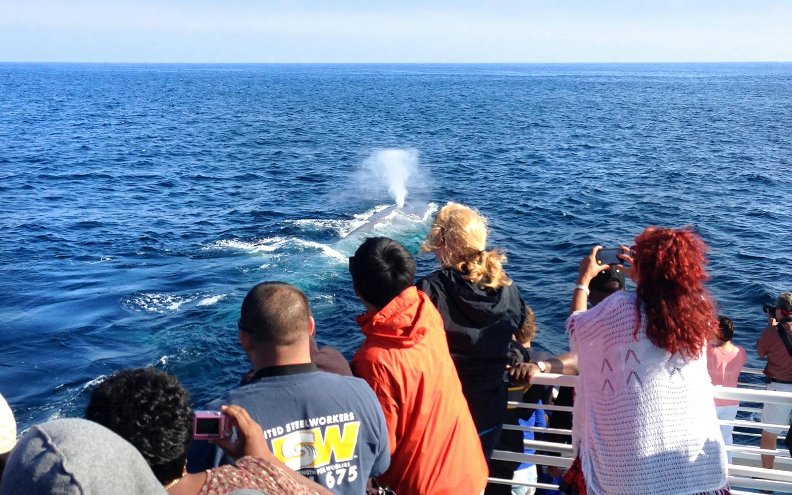 Los Angeles Whale Watching & Dolphin Tour