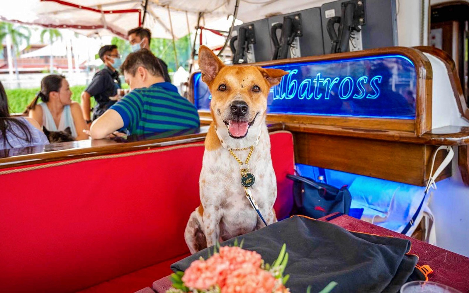 Royal Albatross Sunset Dinner Cruise — gallery 3