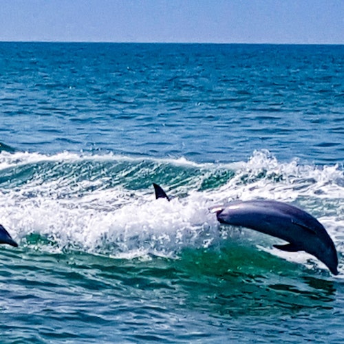 Clearwater: Guided Dolphin Exploration Cruise