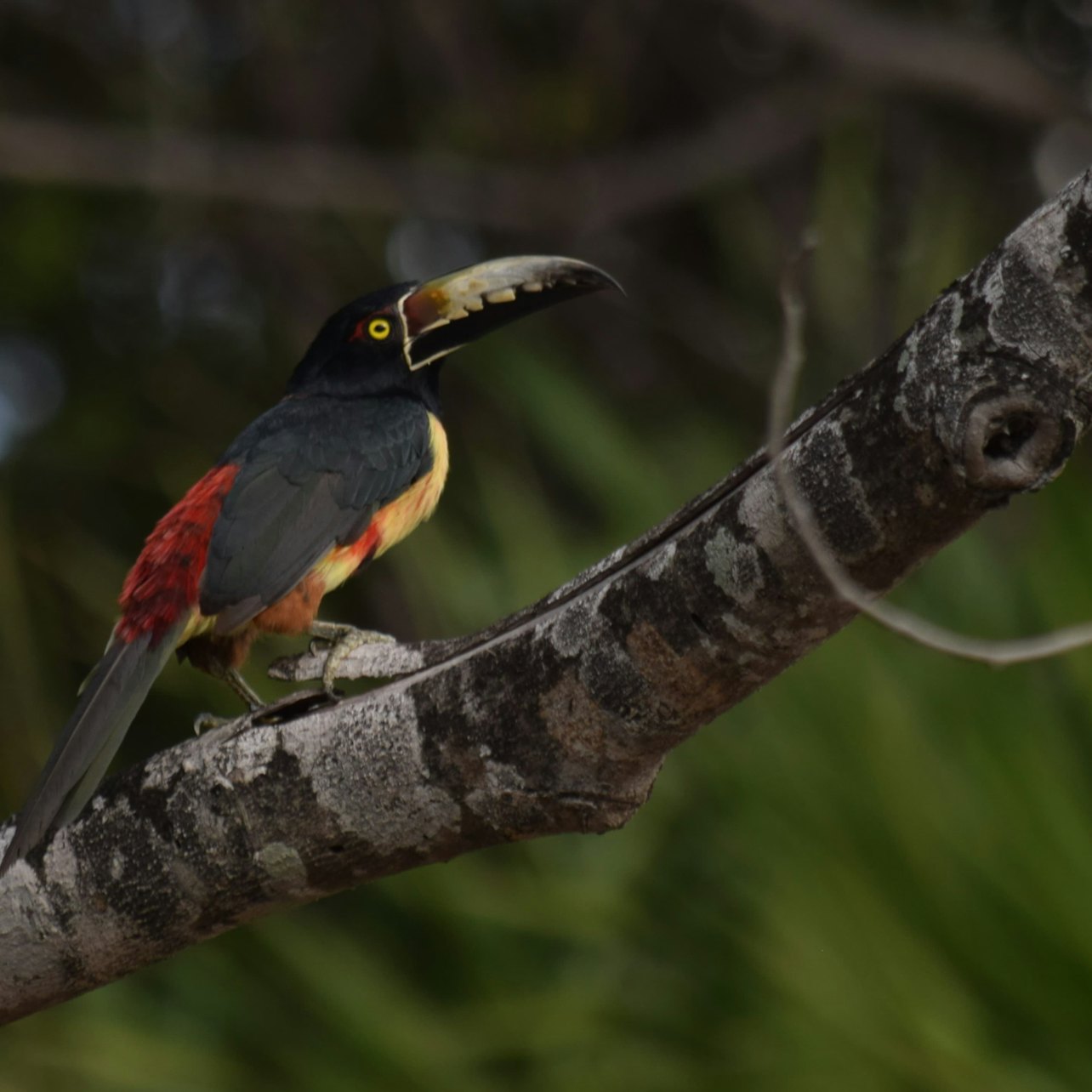 Muyil: Guided Bird Watching Tour + Breakfast + Transfer