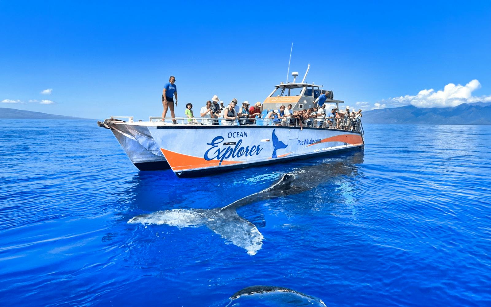 Small-Group Whale Watching Cruise from Maʻalaea Harbor