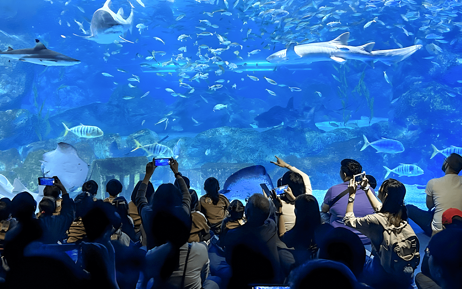 SEA LIFE COEX, Seoul Aquarium Tickets
