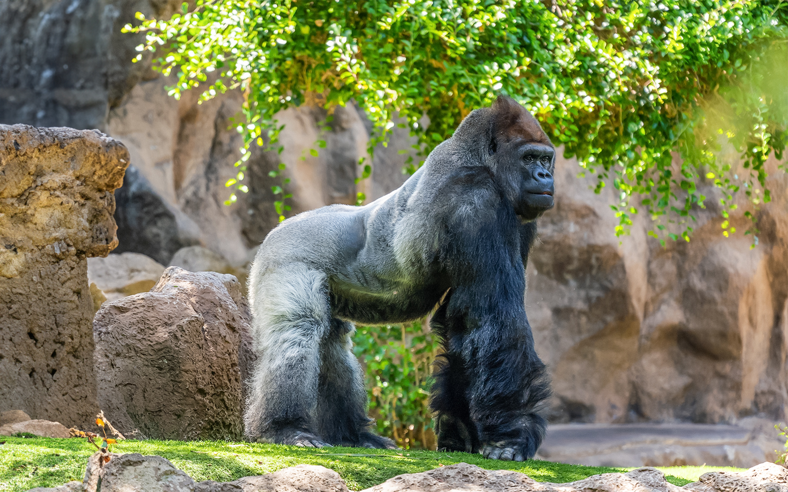 Loro Parque: Bilet de intrare — gallery 1