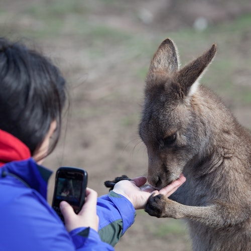 Mt. Field, Bonorong Wildlife Sanctuary & Mt. Wellington: Guided Tour — gallery 3