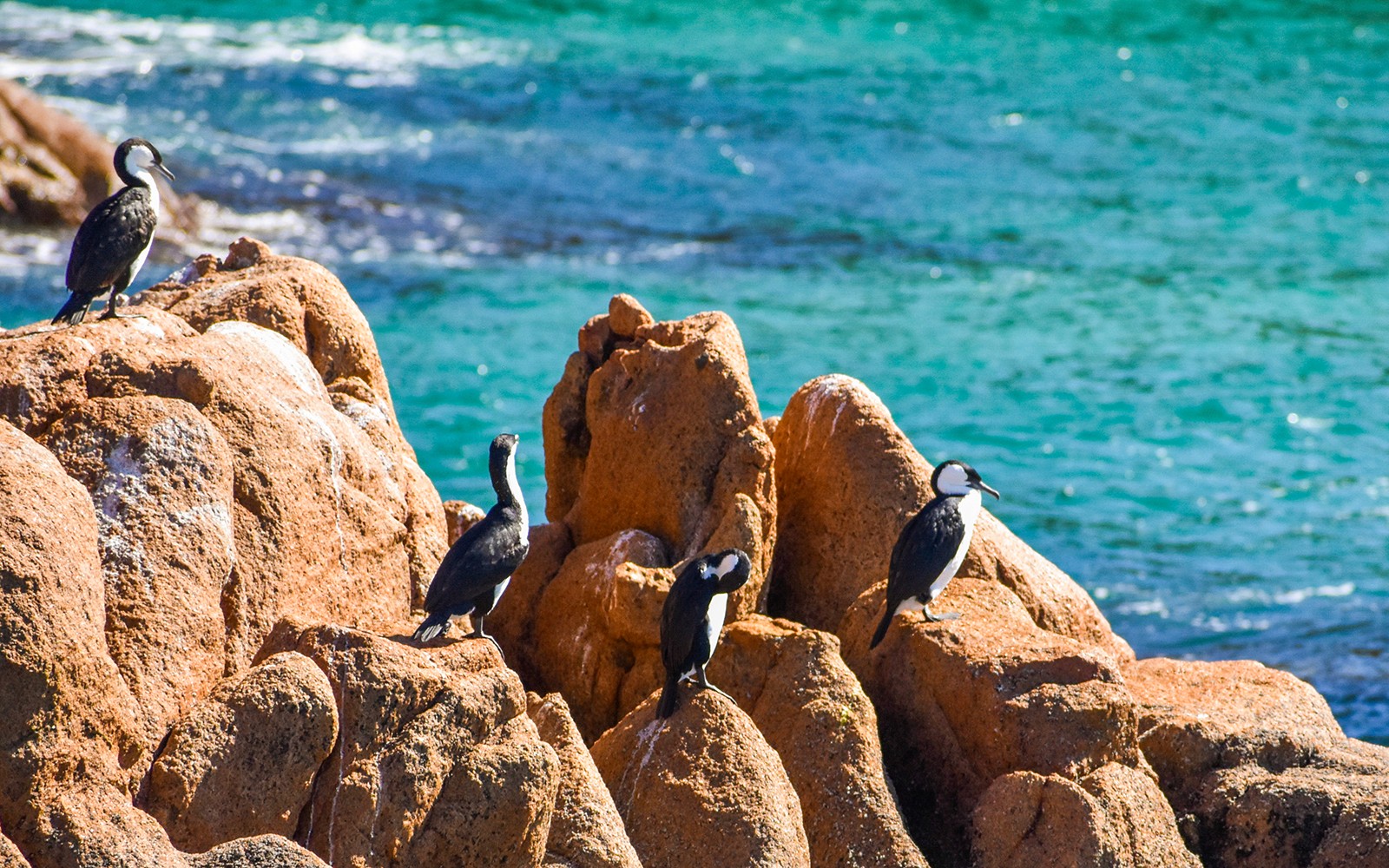 Cape Woolamai Morning Cruise at Phillip Island — gallery 4