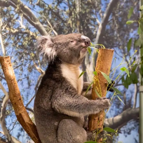 Blue Mountains & Parramatta River: Full-Day Trip from Sydney — gallery 2