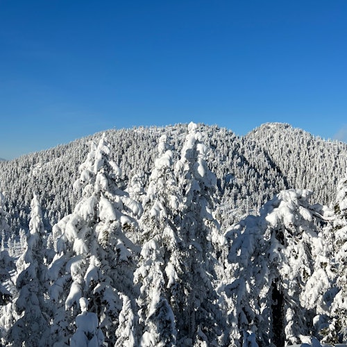 Vancouver: Guided Snowshoeing Tour on Grouse Mountain