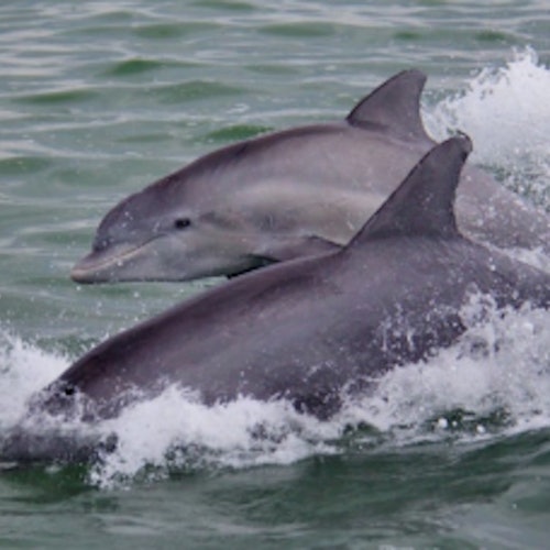 St. Pete Beach Area: Dolphin Racer Speedboat Adventure — gallery 5