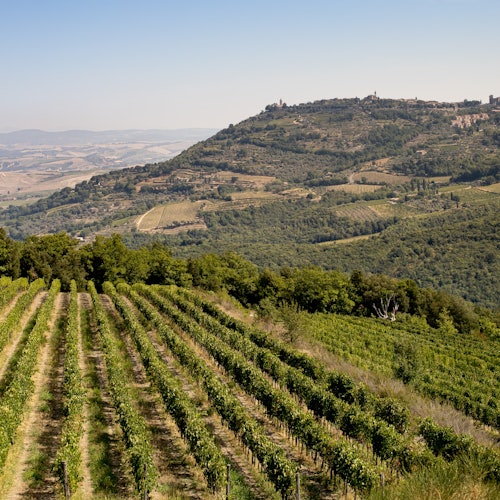 Corte Pavone Winery Estate: Picnic with Wine & Food + Vineyard Guided Tour