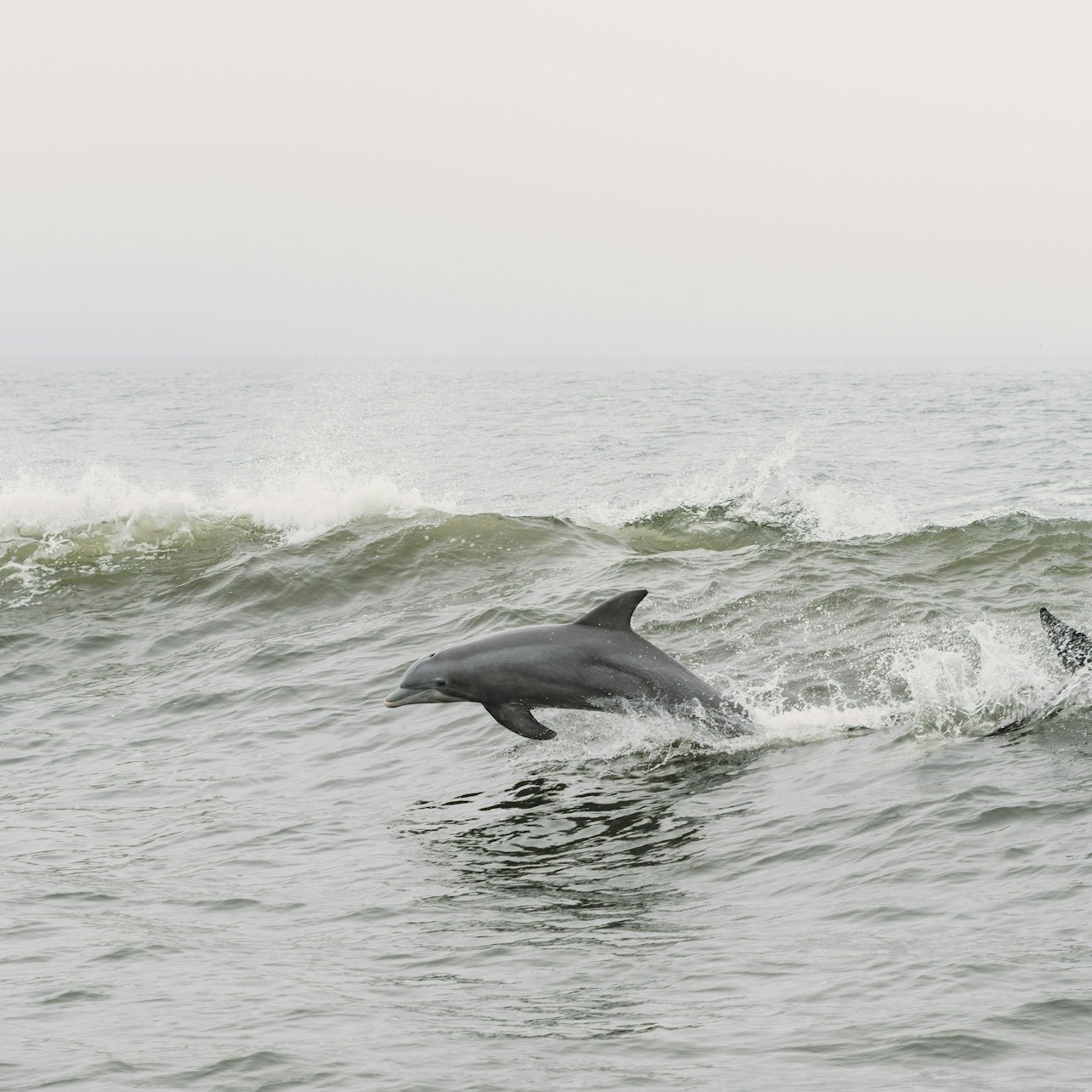 Tarifa: Dolphin & Whale Watching Tour from Seville — gallery 1