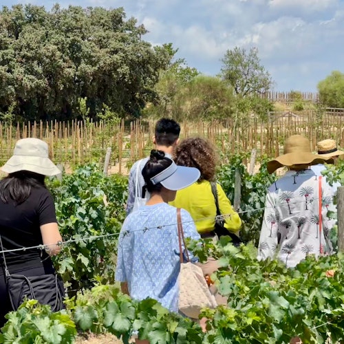 Penedès: Half-Day Guided Tour from Barcelona + Brunch + Wine Tasting — gallery 3