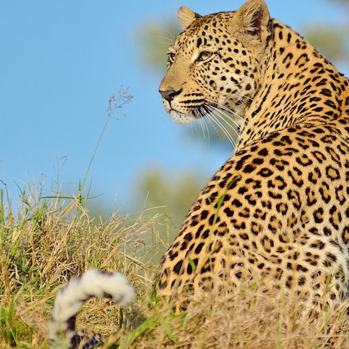 Cape Town: Sunset Aquila Safari Tour with Wine Tasting — gallery 2