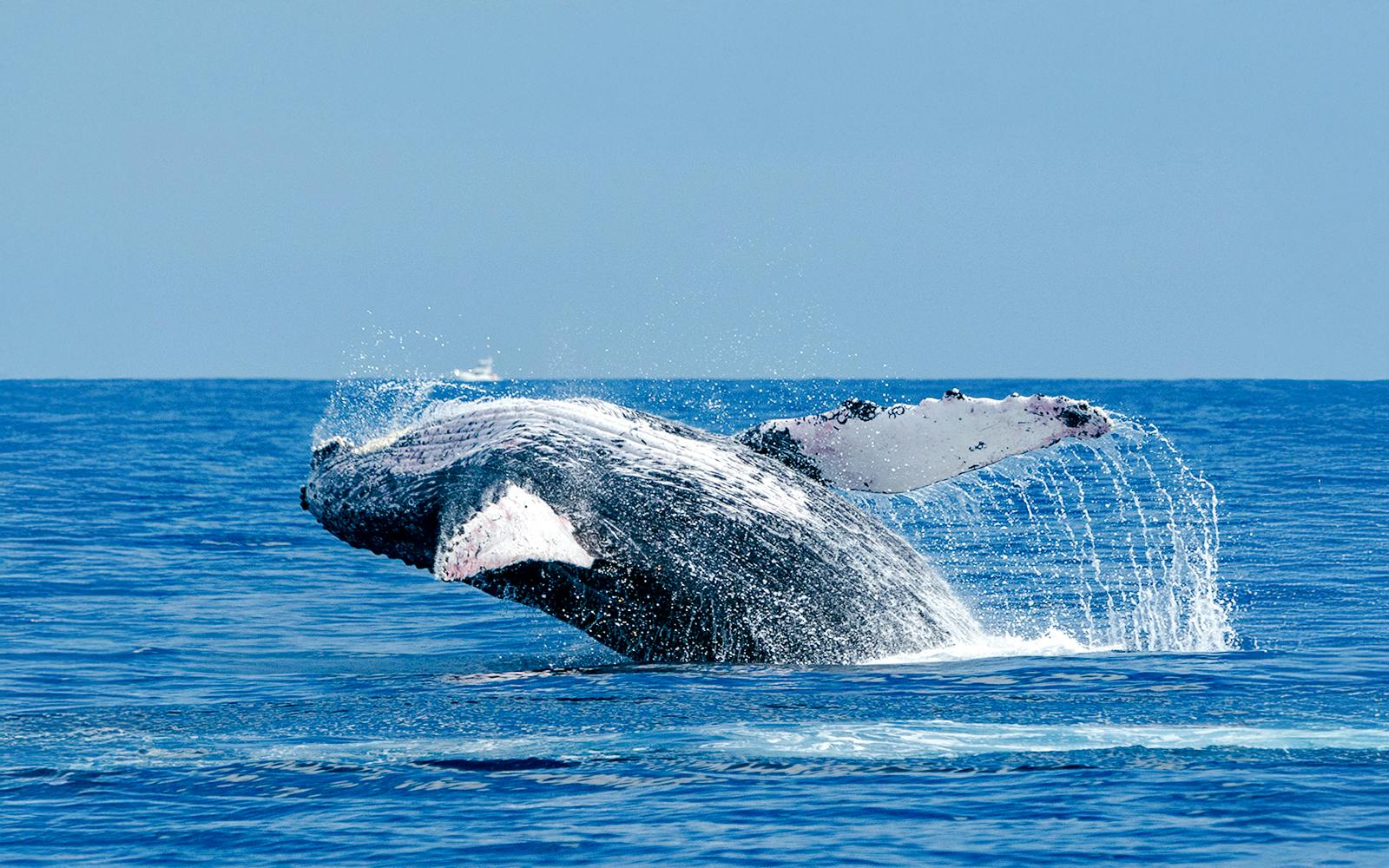 Long Beach Whale Watching and Dolphin Tour