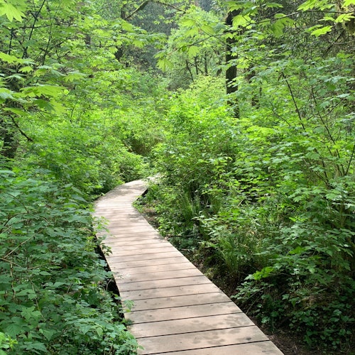 Vancouver: Guided Rainforest Hike with Waterfalls & Suspension Bridge + Transfer — gallery 2