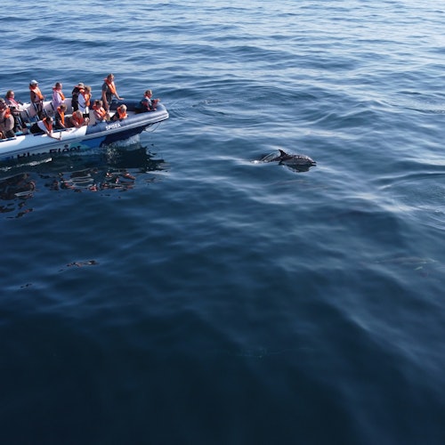 Dolphin Watching Tour from Lagos