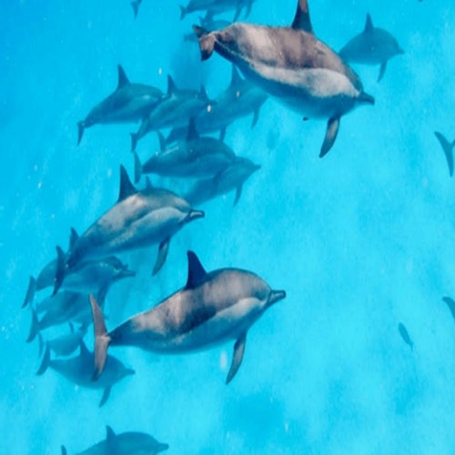 Hurghada: Dolphin House Snorkeling Trip — gallery 3