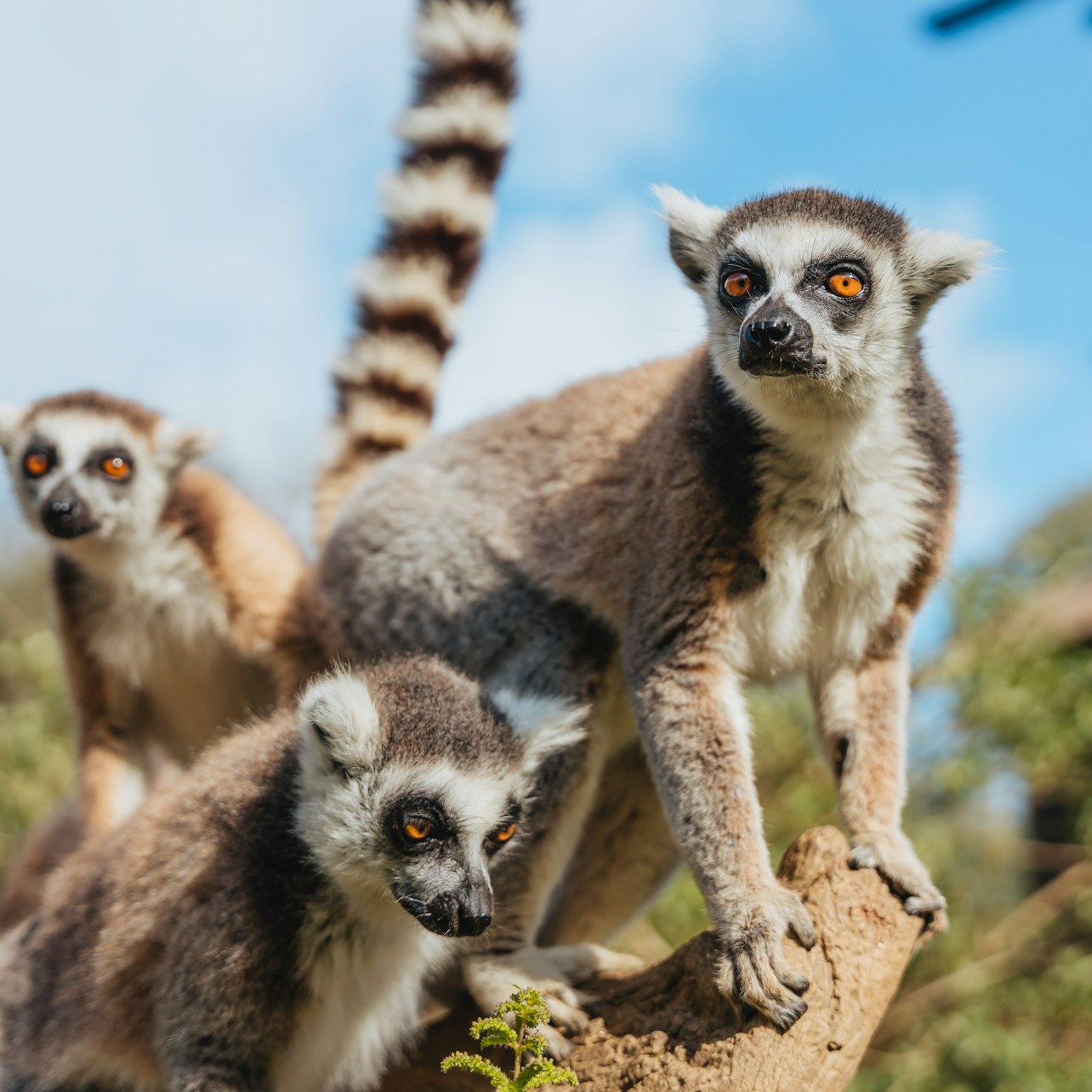 Zoo Santo Inácio: Skip The Line Ticket — gallery 5