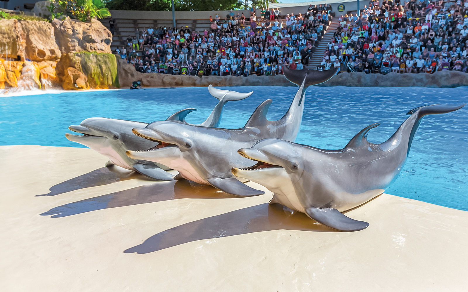 Loro Parque: Bilet de intrare — gallery 3