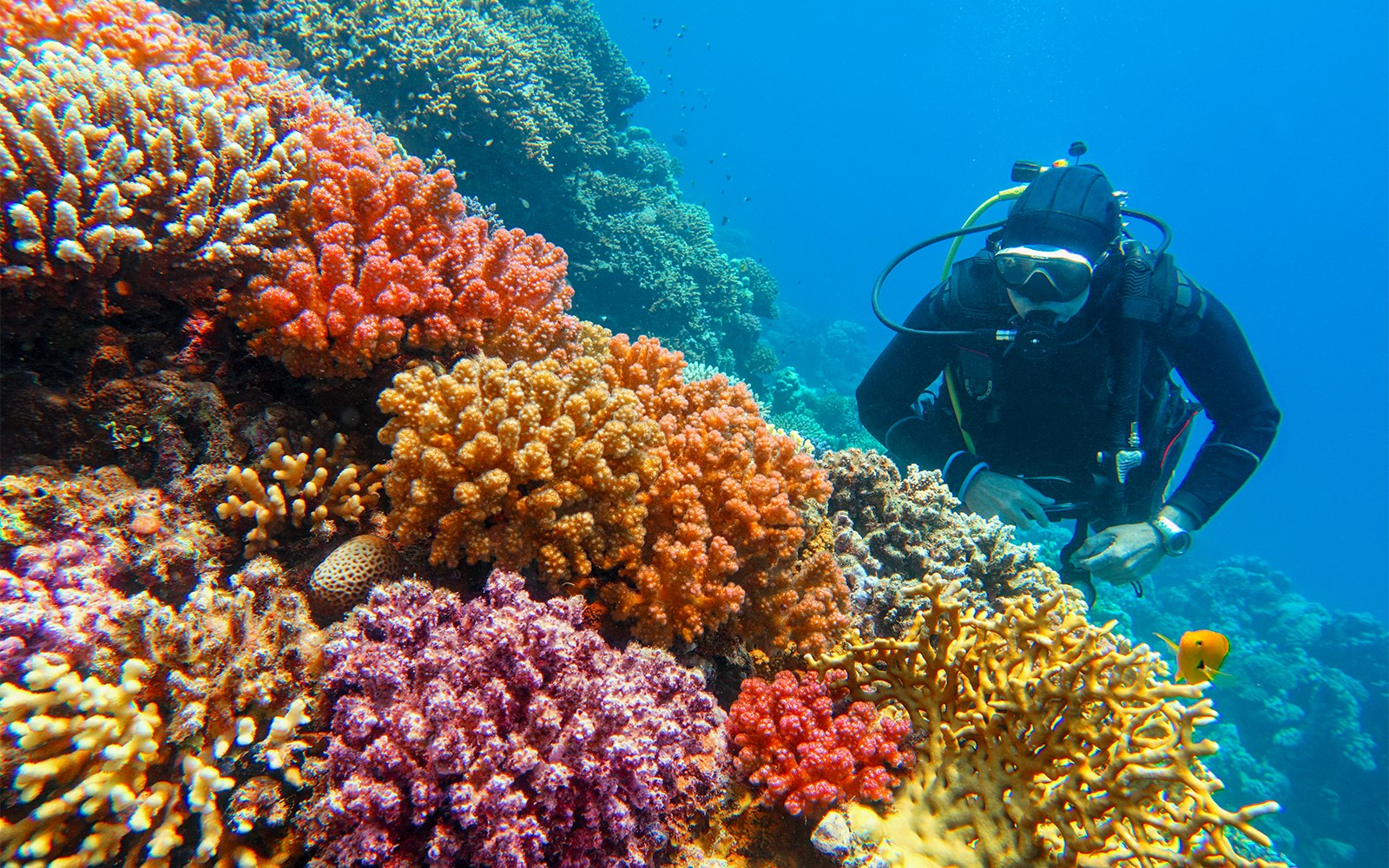 Moreton Island: Tangalooma Scuba Diving Tour — gallery 1