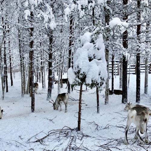 Reindeer Farm: Guided Tour + Transfer — gallery 1