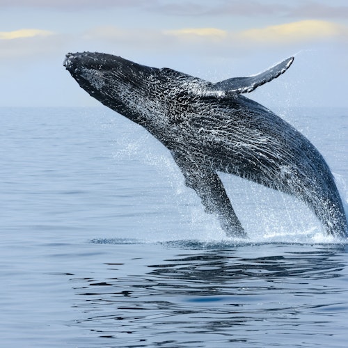 Waikiki: Whale Watching Tour