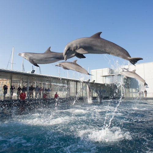 Aquarium of Genoa & The City of Children and Youth: Entry Ticket — gallery 1