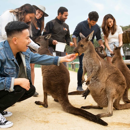 Blue Mountains: Scenic World Entry Ticket + Harbour Cruise from Sydney — gallery 4