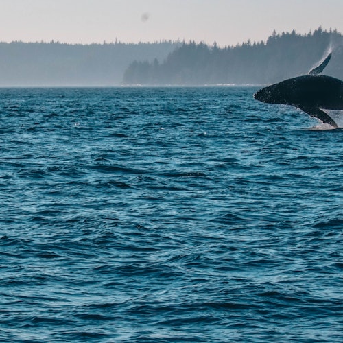 Half Day Whale Watching Tour from Vancouver — gallery 5