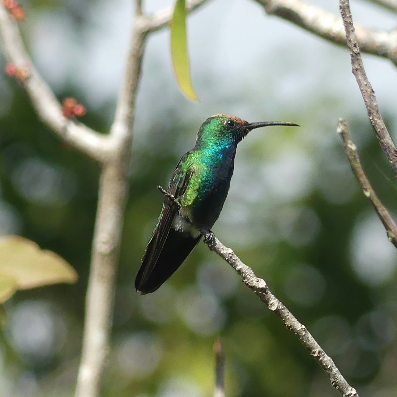 Muyil: Guided Bird Watching Tour + Breakfast + Transfer