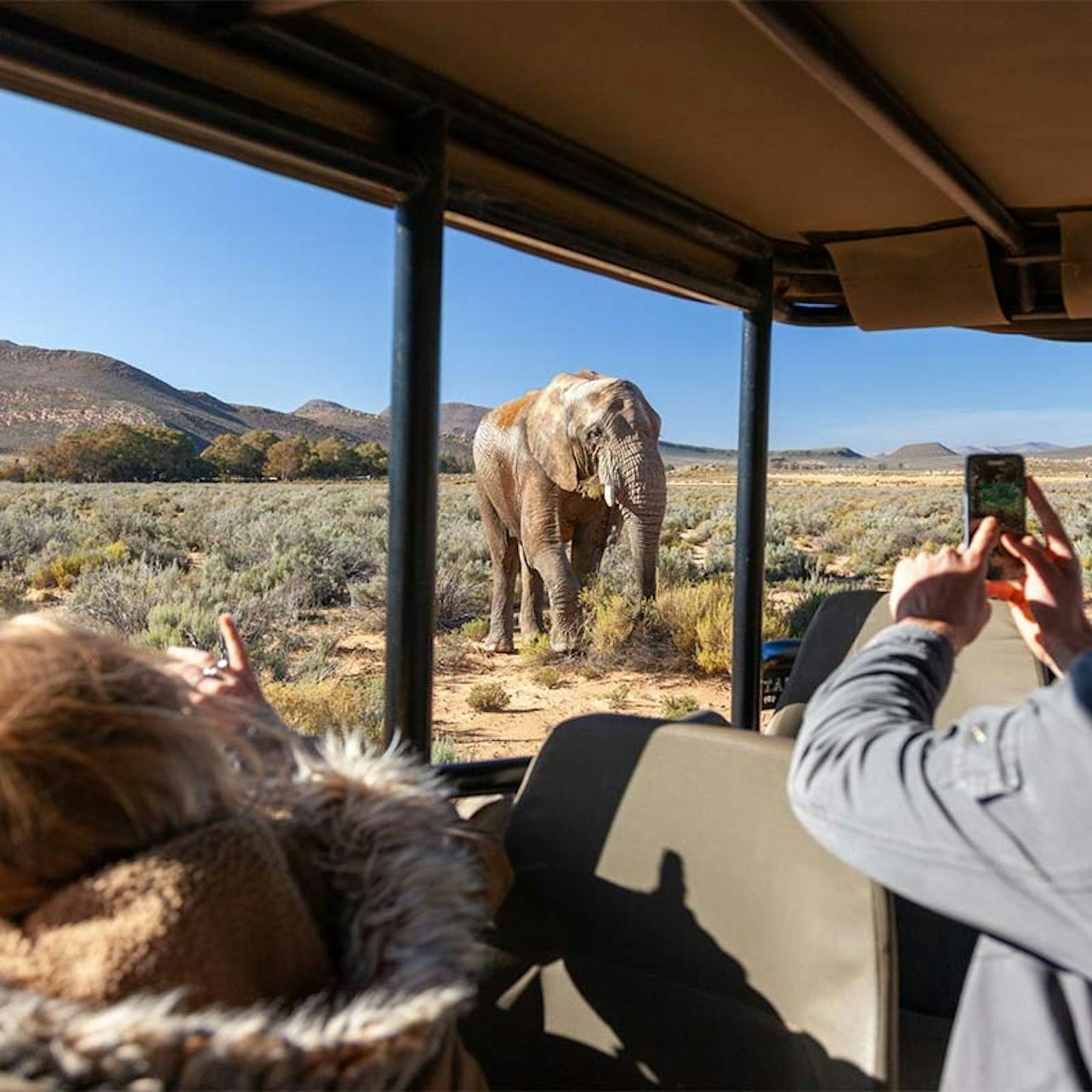 Cape Town: Full-Day Guided Safari + Roundtrip Transfer + Lunch — gallery 4