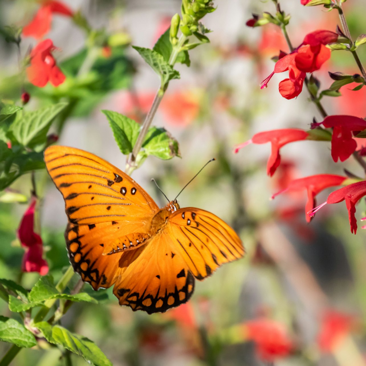 Flamingo Gardens: Skip The Line Ticket