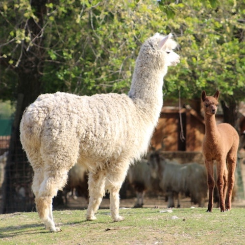 Safari Ravenna Entry Ticket — gallery 3