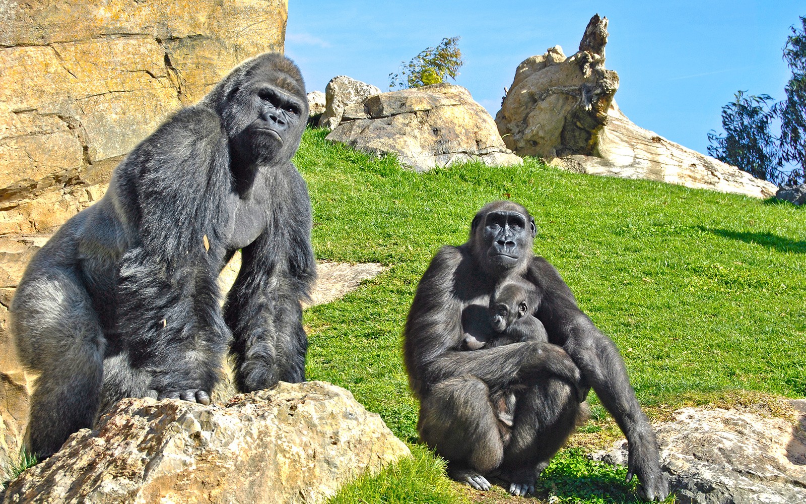 Bioparc Valencia Tickets
