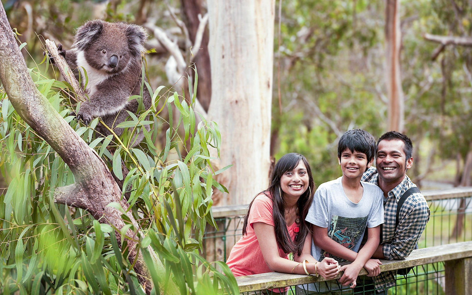 Koala Conservation Reserve Tickets & Optional Entry to Phillip Island Nature Parks — gallery 3