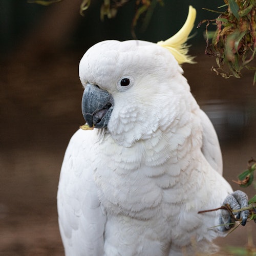 Bonorong Wildlife Sanctuary: Entry Ticket