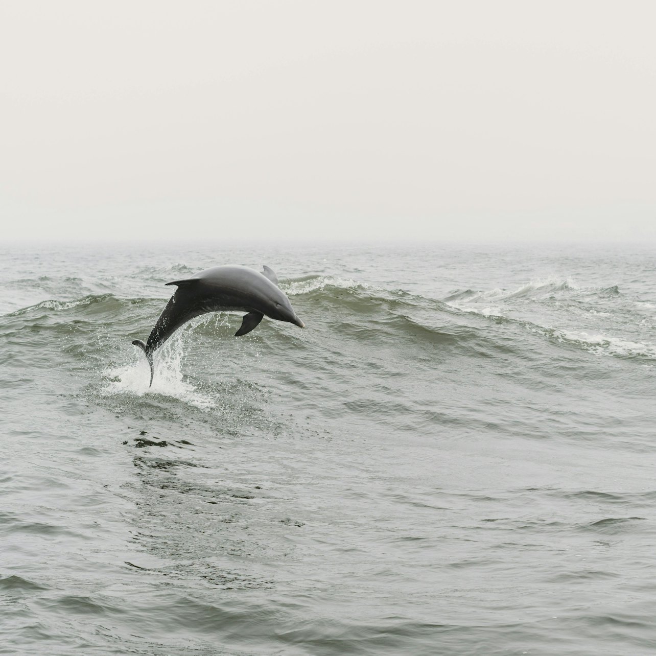 Tarifa: Dolphin & Whale Watching Tour from Seville — gallery 2
