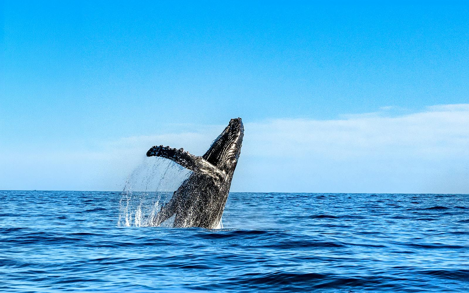 Small-Group Whale Watching Cruise from Maʻalaea Harbor