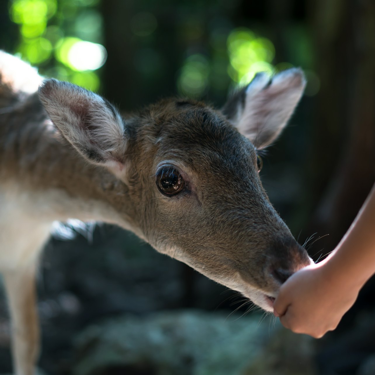 Akumal Monkey Sanctuary & Rescued Animals: Guided Tour