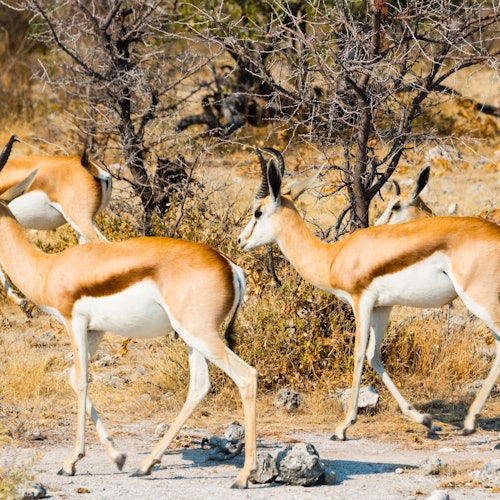 Aquila Private Game Reserve: Small-Group Safari Tour + Lunch + Transport